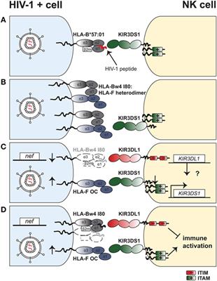 Natural Killer Cell Interactions with Classical and Non-Classical Human Leukocyte Antigen Class I in HIV-1 Infection